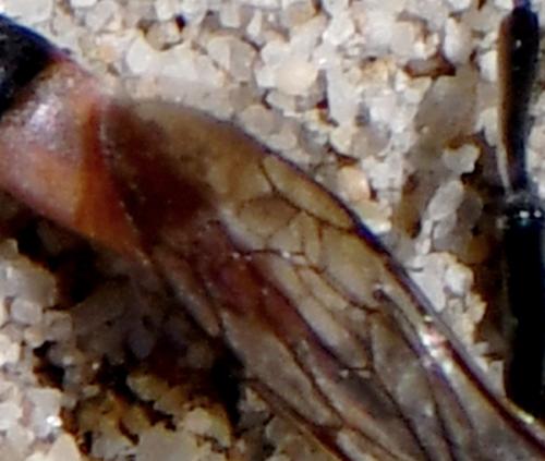 Réf. 236 799 : Podalonia affinis